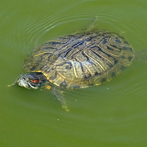 turtle zoomed in